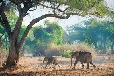 Little Vundu - Parc de Mana Pools - Zimbabwe 