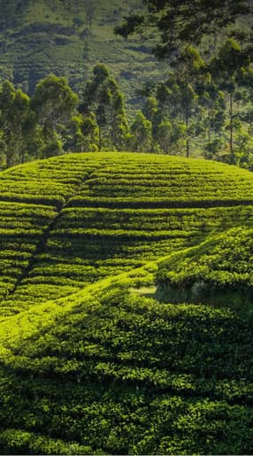 Voyage Sri Lanka