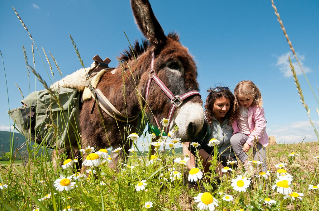 Balade à dos d'âne près de la commune de Saôu dans la Drome - France