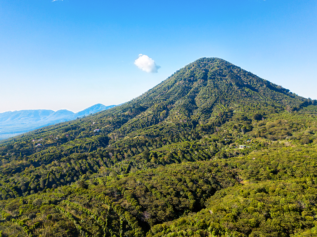 Forêt de café ©Edfuentesg/iStock